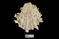 藏品(海菊蛤)的圖片